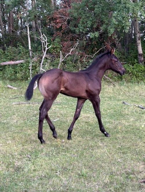 #17 Name Pending - 21 June 25, AQHA, Brown (Gray), Colt (Micky Command) X (Zan Jack Holly)